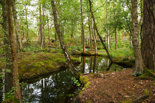 Rural scene