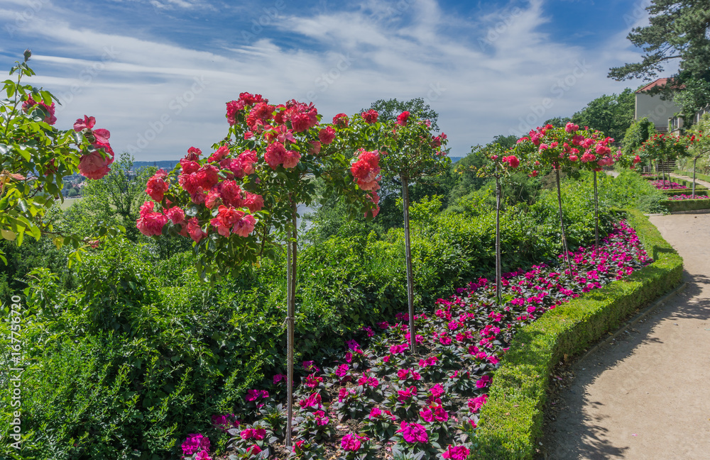 Beautifully landscaped paths on the slope, with flower beds and roses