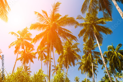High palm trees against a blue sky © Anton Petrus