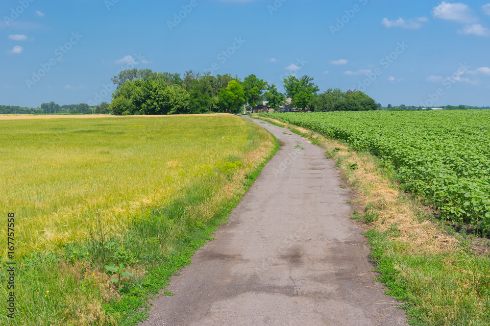 Classic summer landscape with country road to remote village Gupalivka in central Ukraine