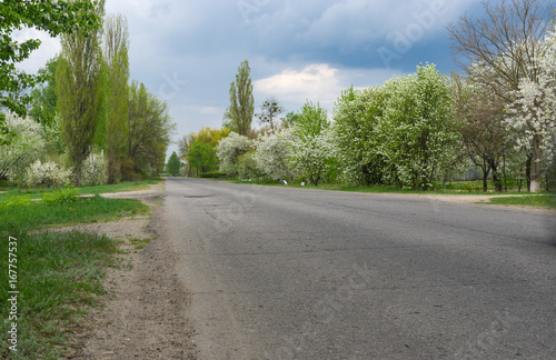 Spring landscape with asphalt road and flowering fruit trees on the roadside through Okhtyrka - small city in Sumskaya oblast, Ukraine.