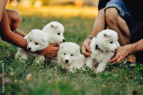 four Samoyed puppy outdoors in summer