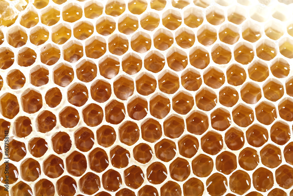 Honey bee wax honeycomb cells with sweet honey Honey bee wax honeycomb cells with sweet honey