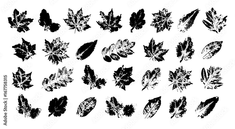 Fototapeta premium Set with stamp leaves isolated on white. Black grunge elements, ink, objects for the design of covers, cards, posters for advertising.