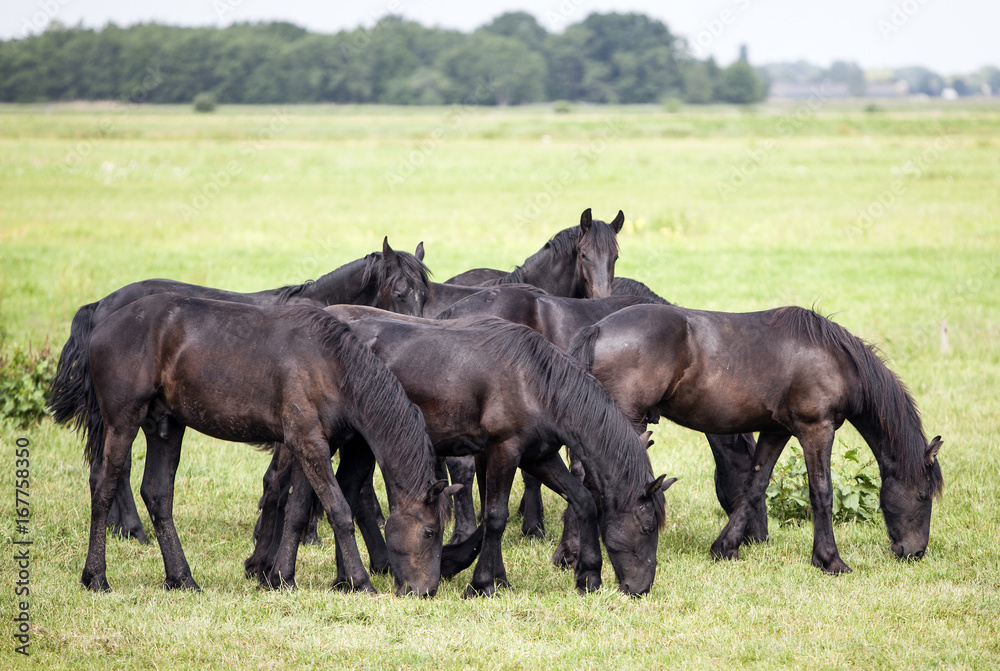 young brown horses in dutch meadow near utrecht in holland young brown horses in dutch meadow near utrecht in holland