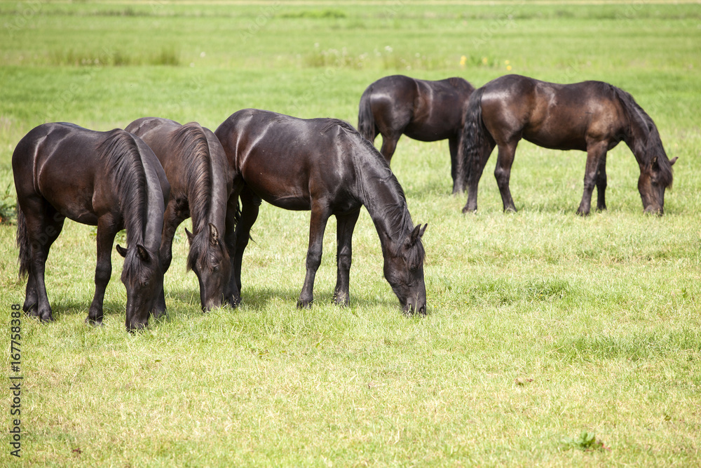 young brown horses in dutch meadow near utrecht in holland young brown horses in dutch meadow near utrecht in holland