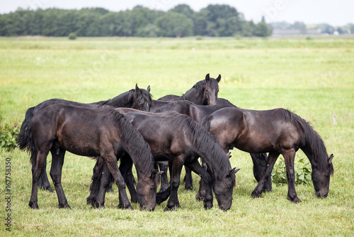 young brown horses in dutch meadow near utrecht in holland