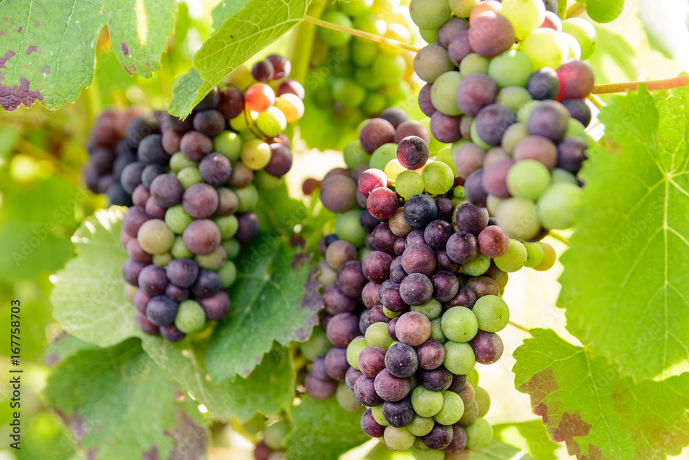 Close-up view of bunches of grapes at different stages of ripeness in the Champagne vineyard at sunset. Close-up view of bunches of grapes at different stages of ripeness in the Champagne vineyard at sunset.