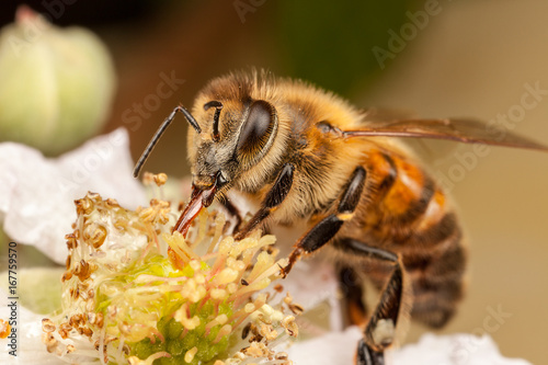 European Honey Bee, Apis mellifera