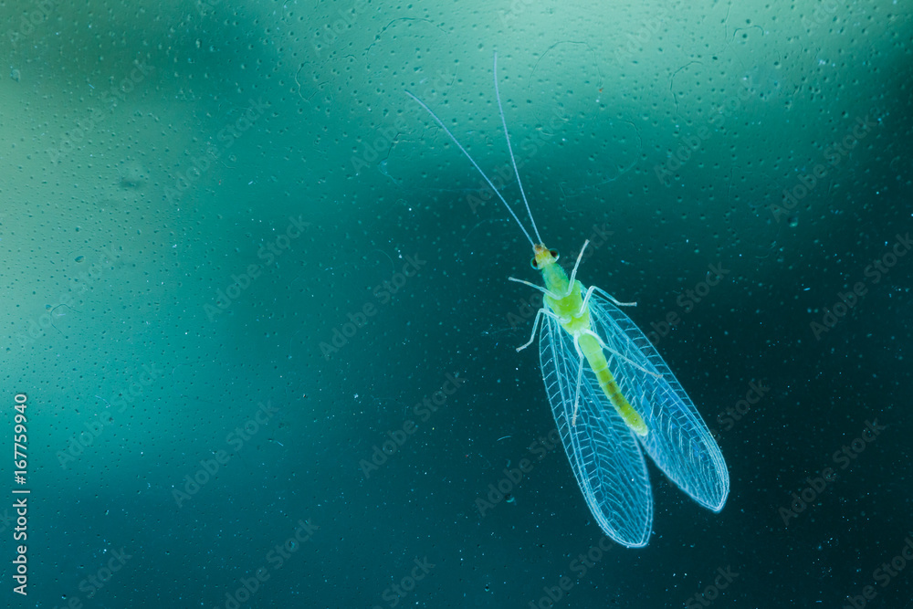 Macro: Luminescent Green Lacewing on Window - obrazy, fototapety, plakaty 