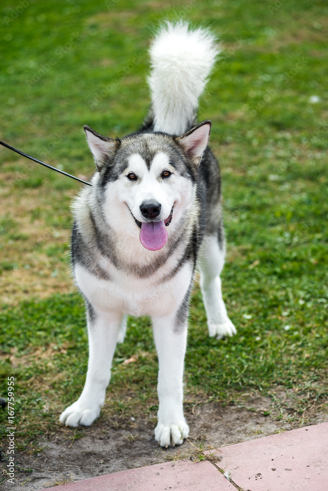 Outdoors portrait of a female Alaskan Malamute dog, sitting on green lawn, looking away. Outdoors portrait of a female Alaskan Malamute dog, sitting on green lawn, looking away.