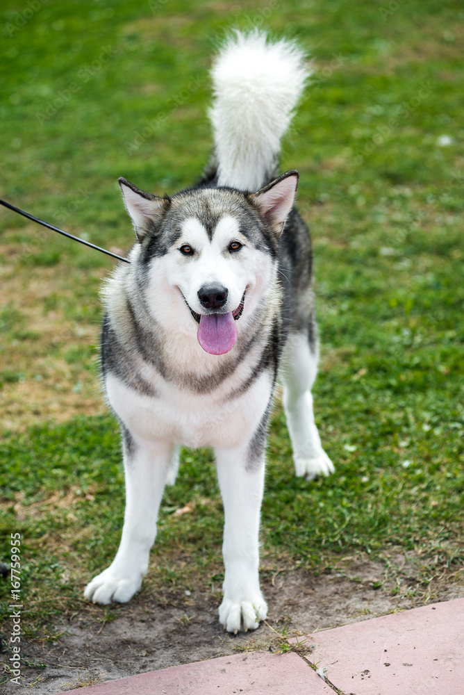 Outdoors portrait of a female Alaskan Malamute dog, sitting on green lawn, looking away.