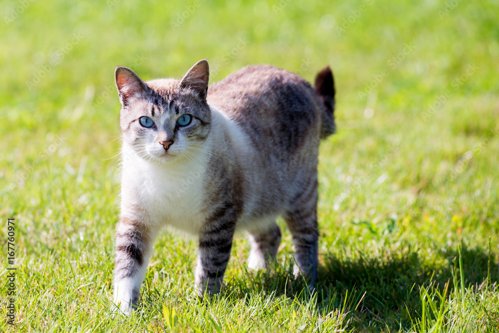 Thai cat/Thai cat on the grass
