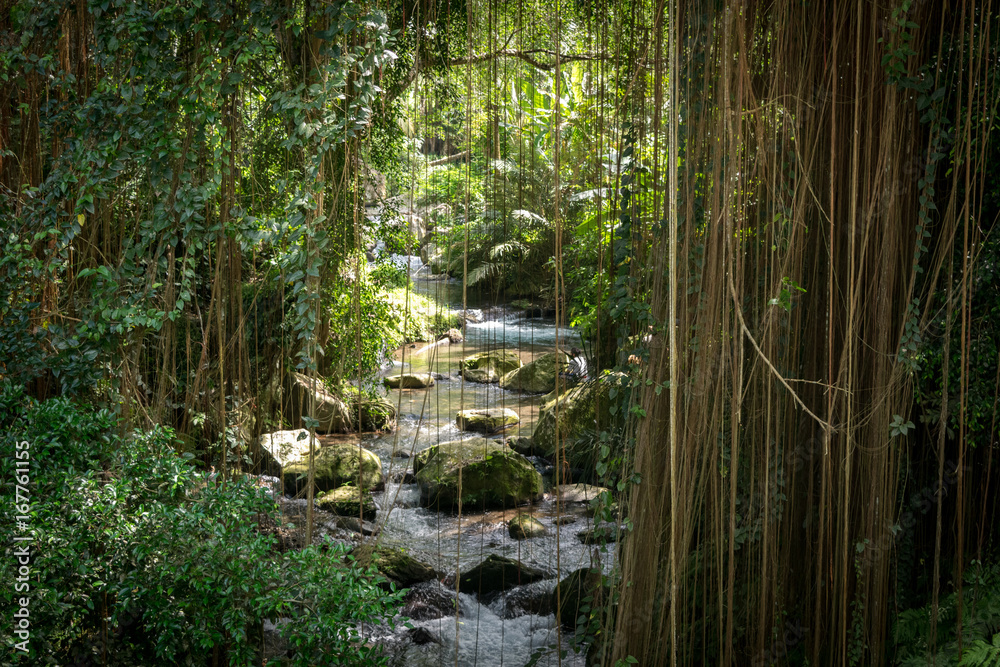 Obraz premium Bachlauf unter Lianen