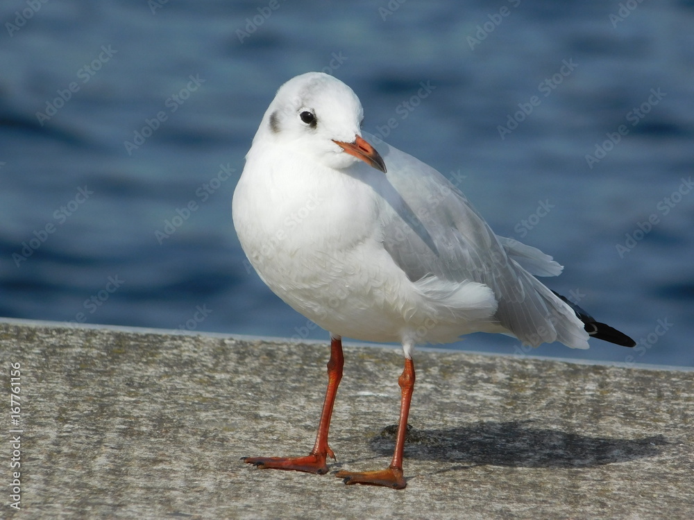 Möwe im Stadthafen Möwe im Stadthafen
