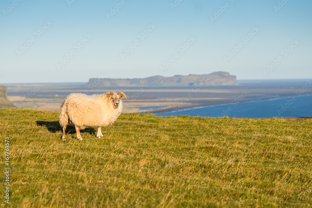 Schaf in Südisland