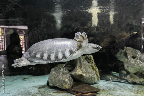 Pig-nosed turtle swim in the aquarium