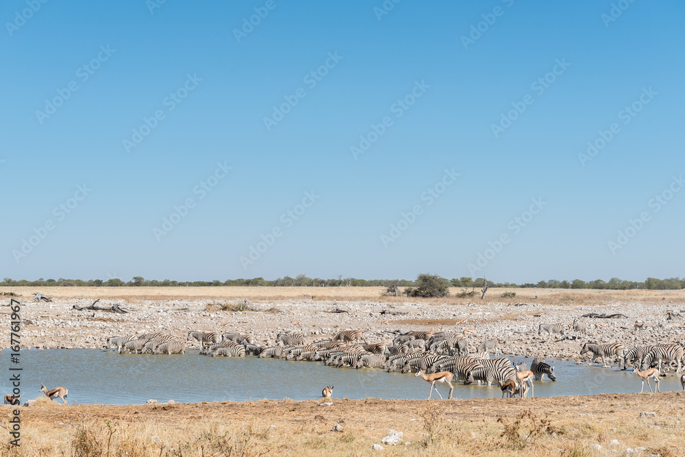 Burchells zebras drinking water at a waterhole in Northern Namibia Burchells zebras drinking water at a waterhole in Northern Namibia