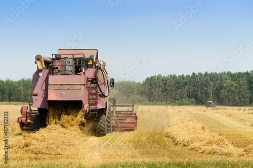 Agriculture machine harvesting golden ripe wheat in field for grain export. Agriculture and farming concept