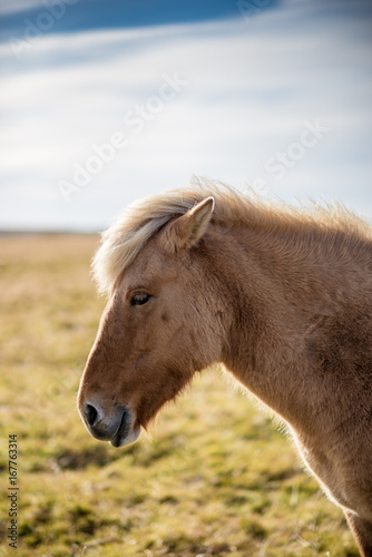Portrait eines Island-Pferde