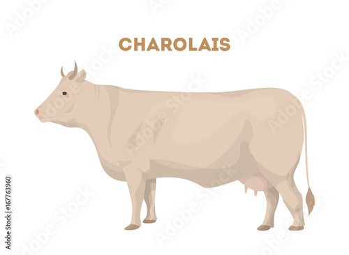 Isolated charolais cattle. photo