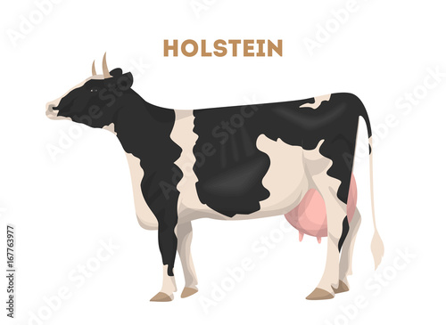 Isolated holstein cattle.