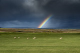 Schafe mit Regenbogen, Island