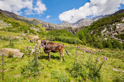 Valmalenco (IT) - Valtellina - Alpe Fora - Mucca al pascolo photo