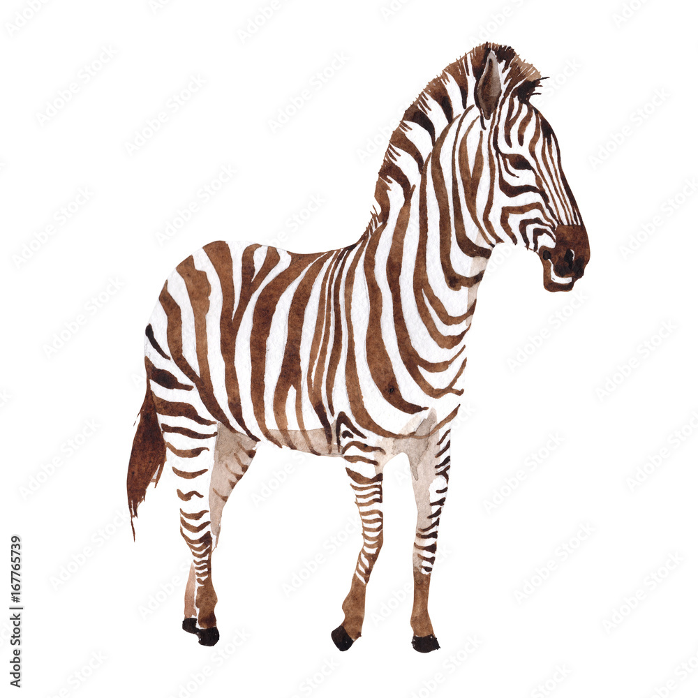 Fototapeta premium Exotic zebra wild animal in a watercolor style isolated. Full name of the animal: zebra. Aquarelle wild animal for background, texture, wrapper pattern or tattoo.