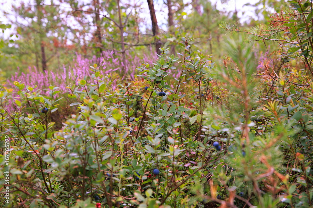 Fototapeta premium Wild berries on a green vegetative background in forest. Blueberries, lingonberries and heather in a pine forest. Landscape of late summer or early autumn.