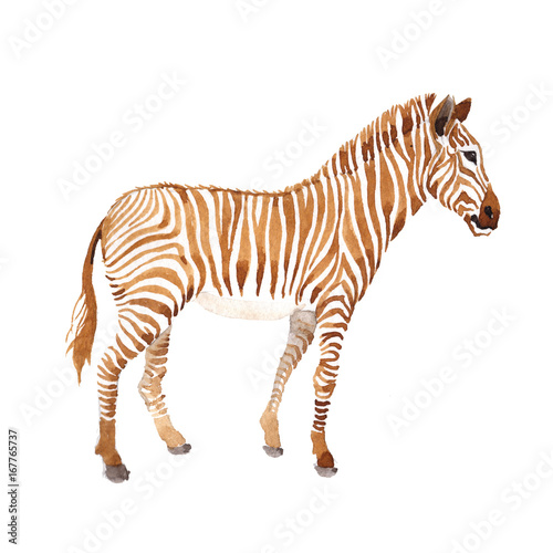 Exotic zebra wild animal in a watercolor style isolated. Full name of the animal: zebra. Aquarelle wild animal for background, texture, wrapper pattern or tattoo.