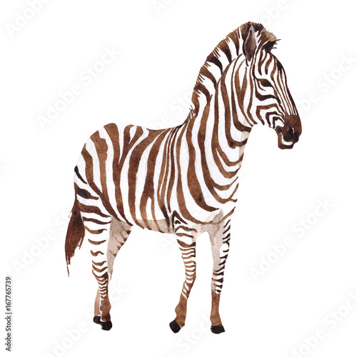 Exotic zebra wild animal in a watercolor style isolated. Full name of the animal: zebra. Aquarelle wild animal for background, texture, wrapper pattern or tattoo.