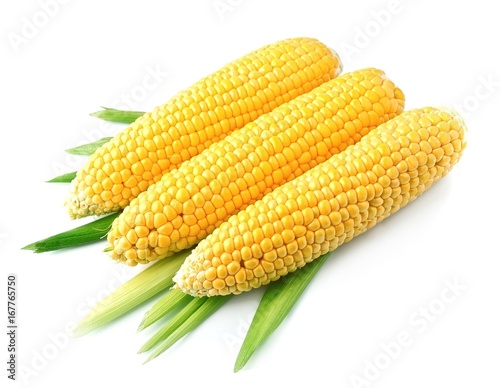An ear of corn isolated.