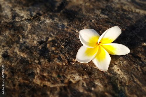 Frangipani ,Plumeria flower on the floor with sunset background at the sea beach