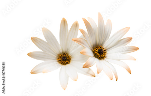 Fototapeta Naklejka Na Ścianę i Meble -  Osteosperumum Flower Daisy Isolated on White Background.
