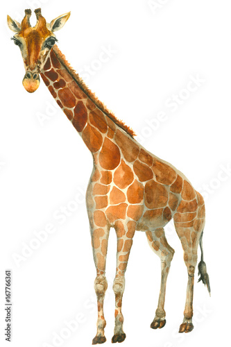 Canvas Print Watercolor giraffe sketch