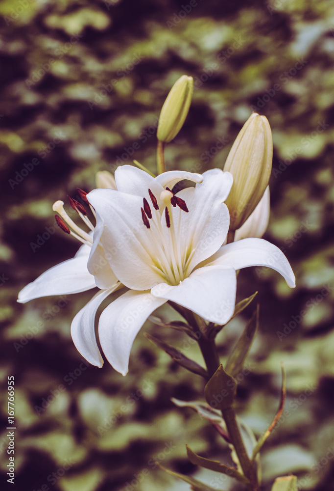 Fototapeta premium White cream lily flower in the garden close up