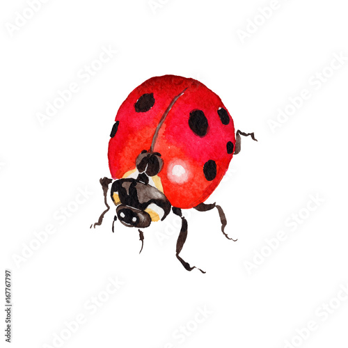 Exotic ladybug wild insect in a vectorr style isolated. Full name of the insect: ladybug. Aquarelle wild insect for background, texture, wrapper pattern or tattoo. photo