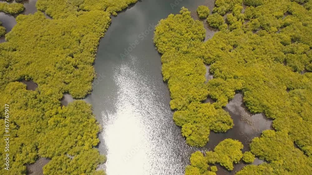Aerial view of mangrove forest and river on the Siargao island. Mangrove jungles, trees, river. Mangrove landscape. Philippines. 4K video. Aerial footage Aerial view of mangrove forest and river on the Siargao island. Mangrove jungles, trees, river. Mangrove landscape. Philippines. 4K video. Aerial footage