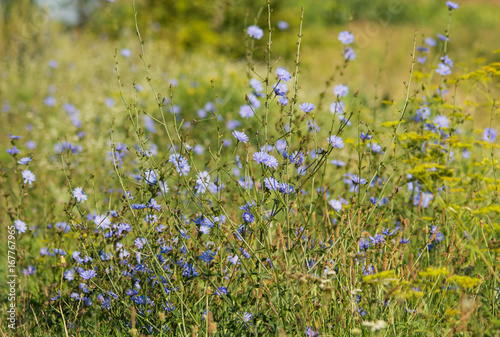 Chicory flowers in the field