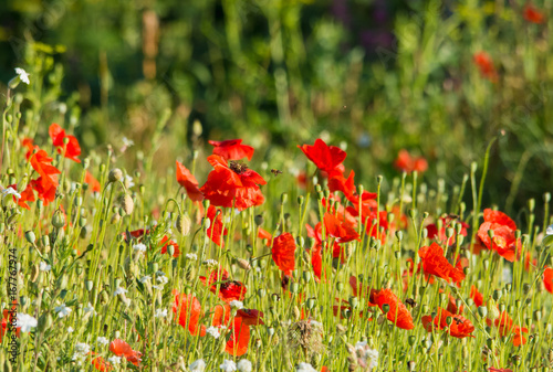 Poppies blossom on the field