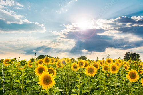 Sunflowers under blue sky in evening