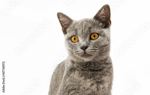 British gray kitten isolated