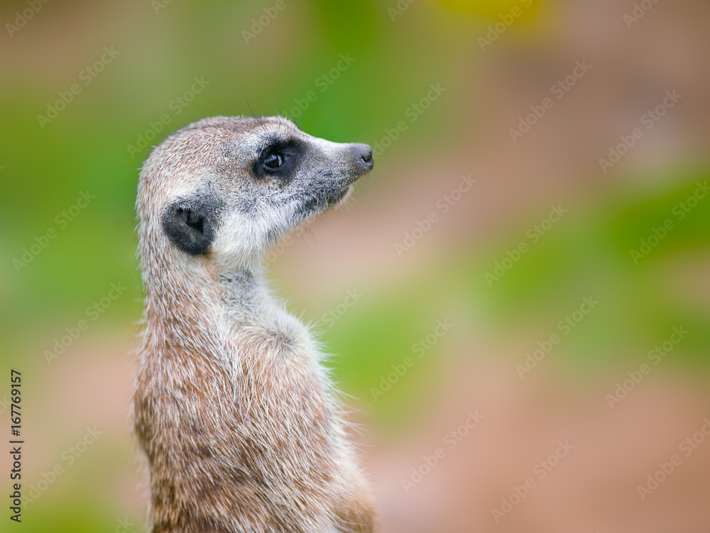 Fototapeta premium meerkat portrait against blurry background