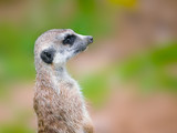 meerkat portrait against blurry background