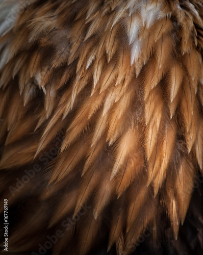 closeup texture of bald eagle feathers