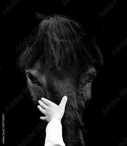 concept: child hand is touching horse head