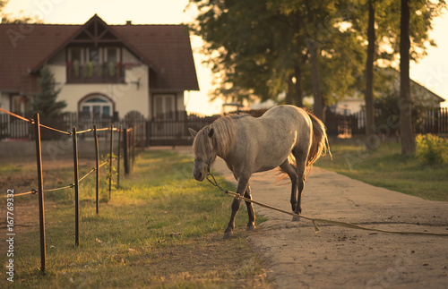 Chained horse on the farm