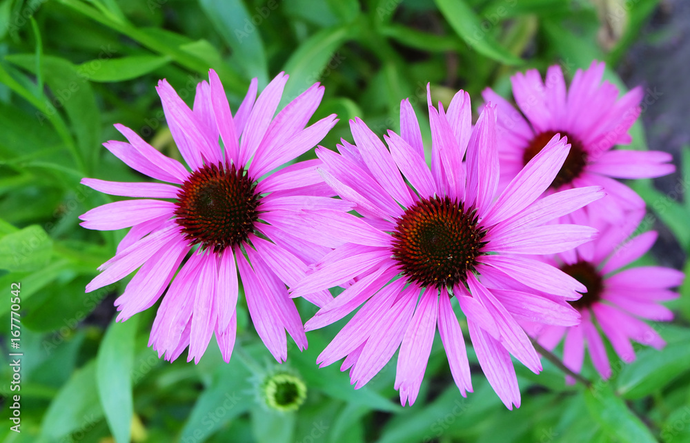 Echinacea flowers on a background of green grass. Echinacea flowers on a background of green grass.