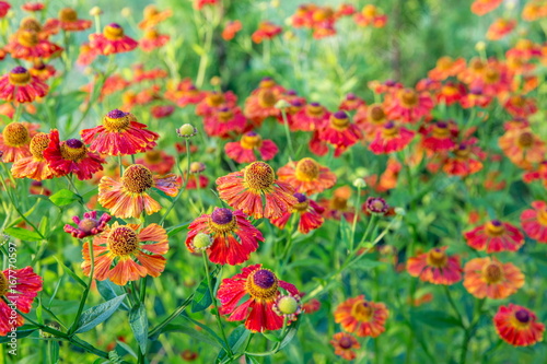 Helenium flower. Season autumn background photo